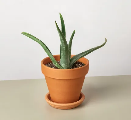 Faux Aloe Vera 