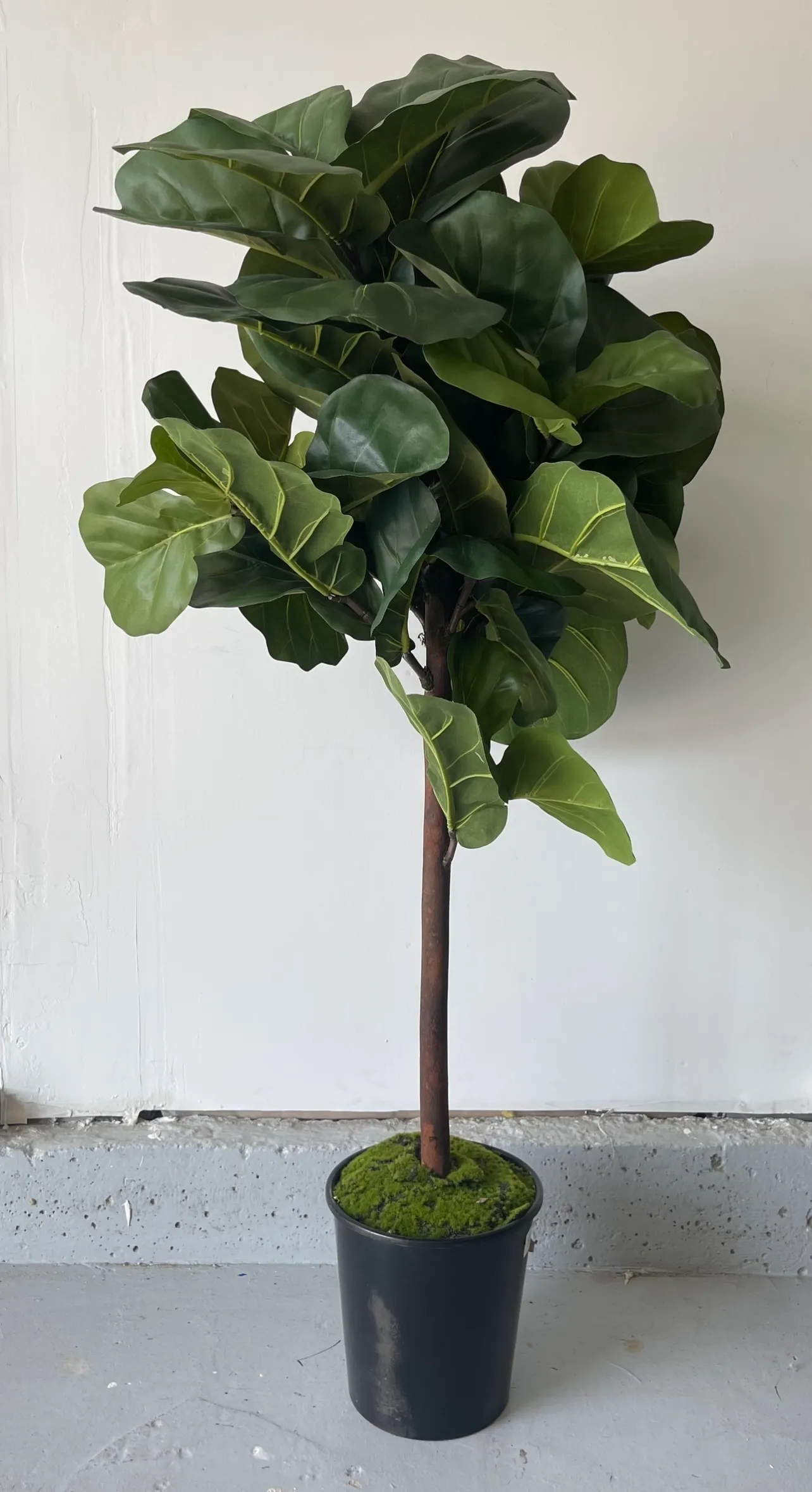Faux Fig Tree 5'2"