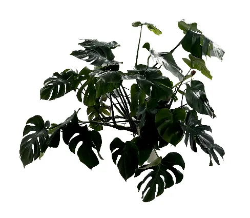 Monstera - Live Plant - Big