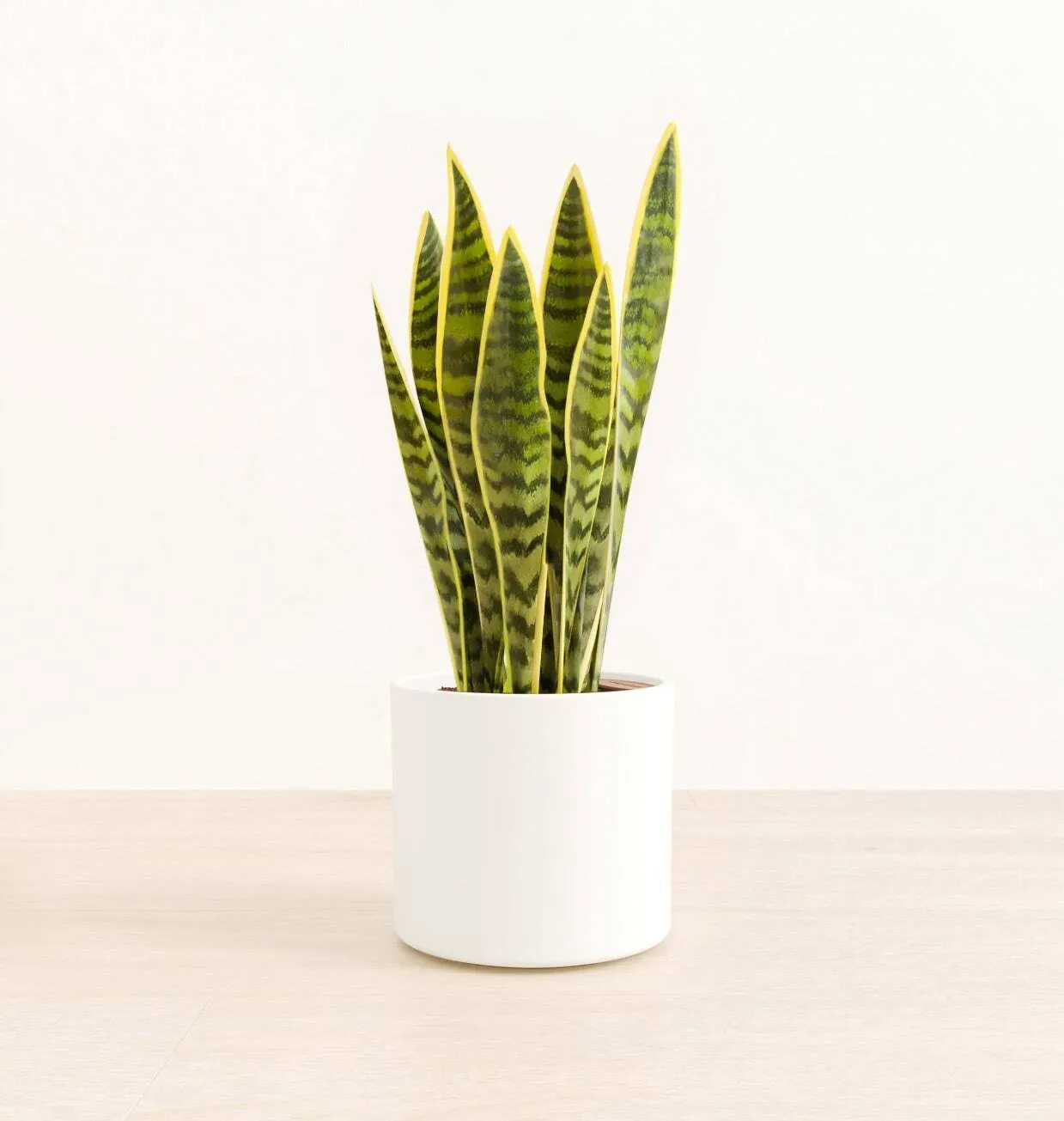 Snake Plant - Live Plant - Medium