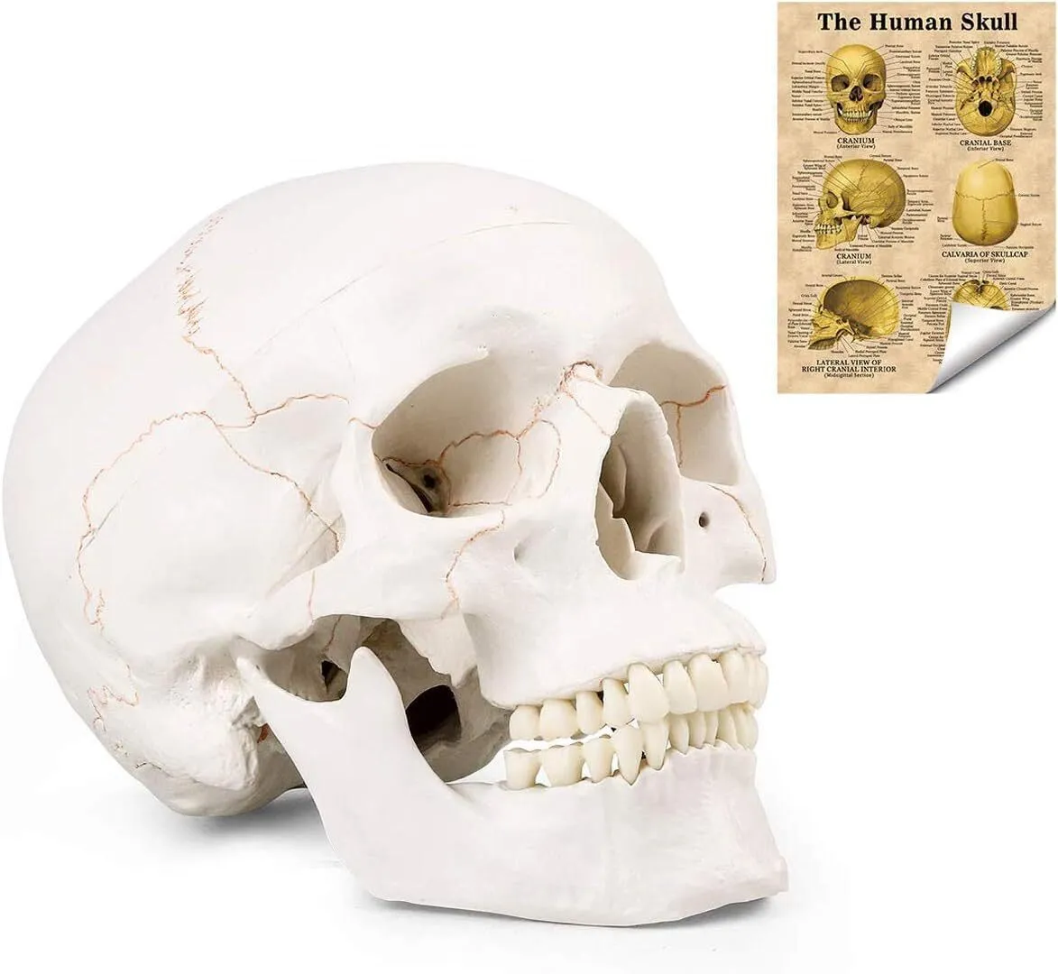 Life Size Human Skull Model