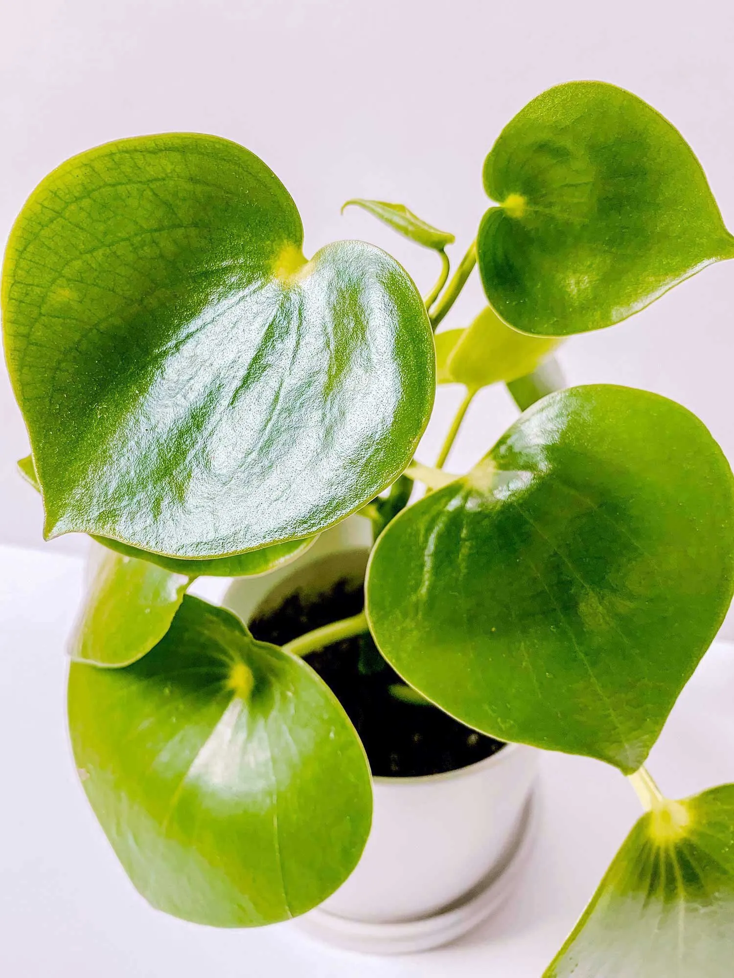 Live small plant - Raindrop Peperomia