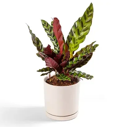 Live Small Plant - Calathea Rattlesnake