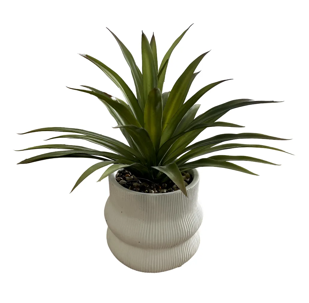 Faux Dragon Aloe in White Pot Large