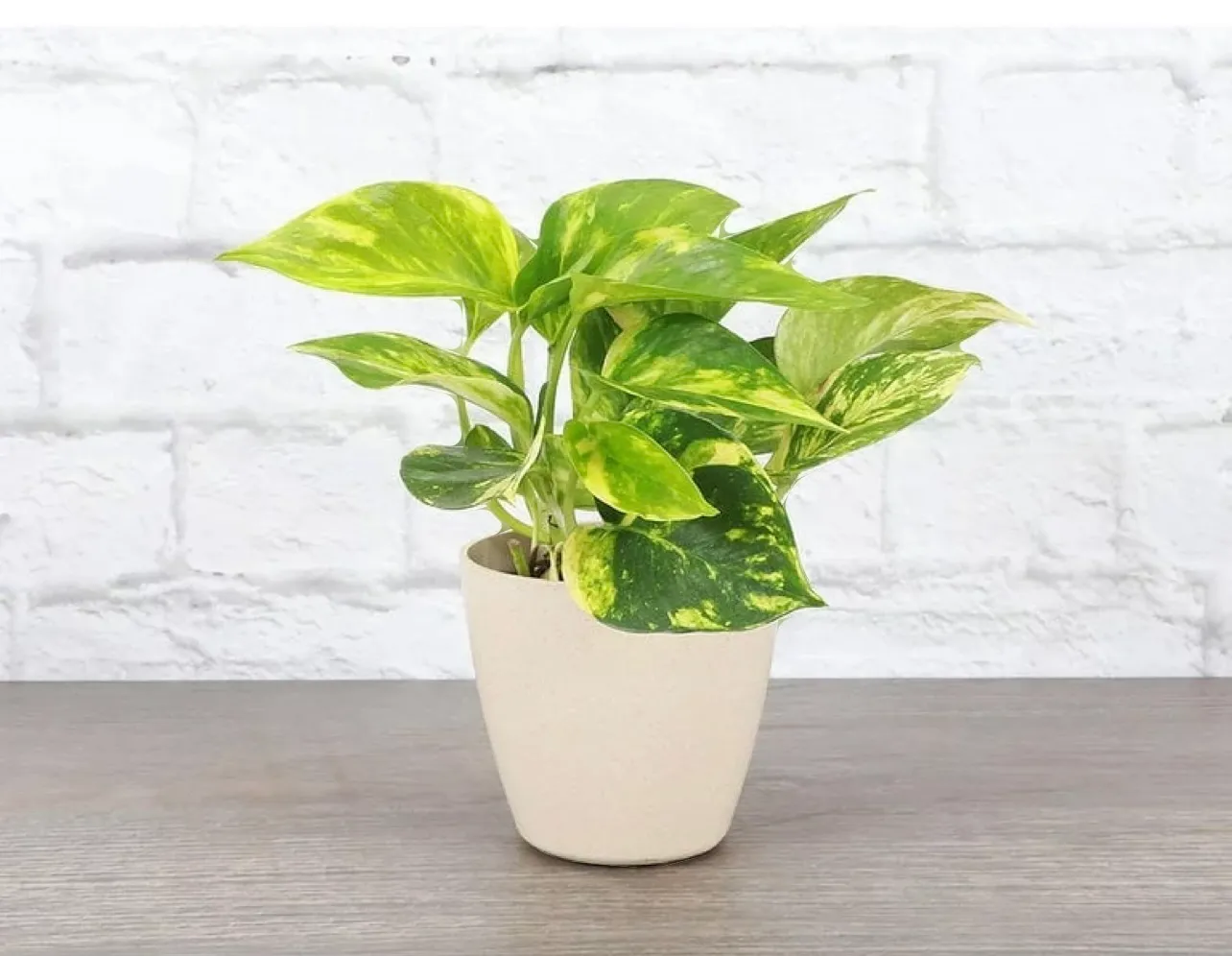 Live Small Plant - Golden Pothos