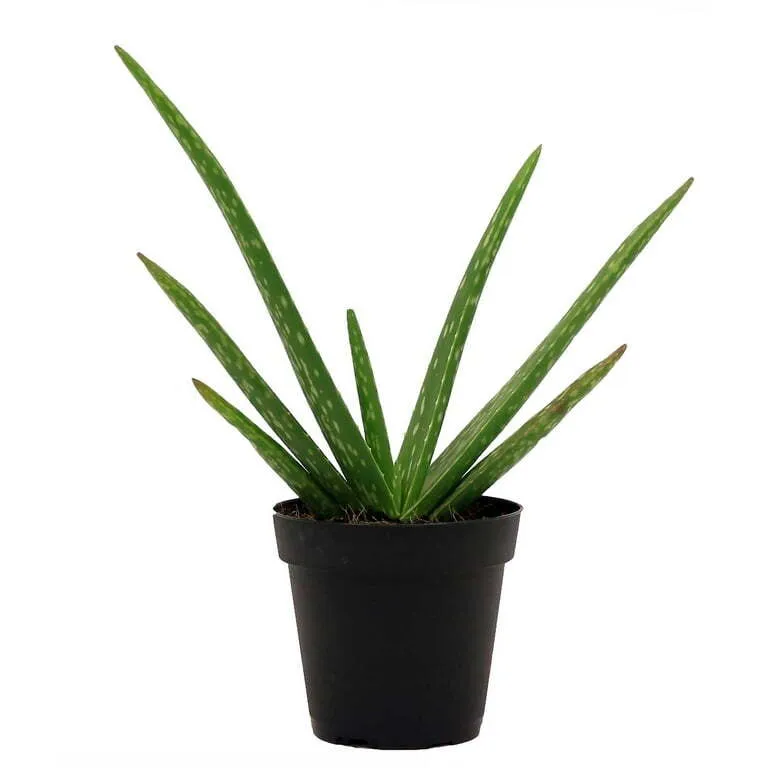 Live Small Plant - Aloe Vera