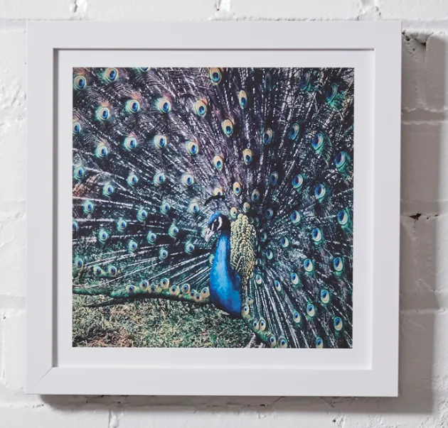 #P041 Photography Framed 10x10