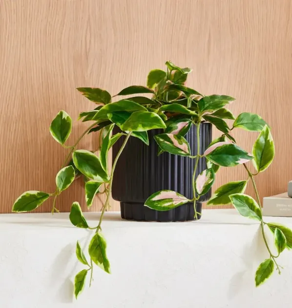 Faux Potted Hoya Plant