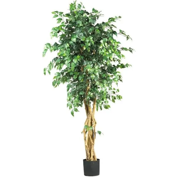 6' Ficus
