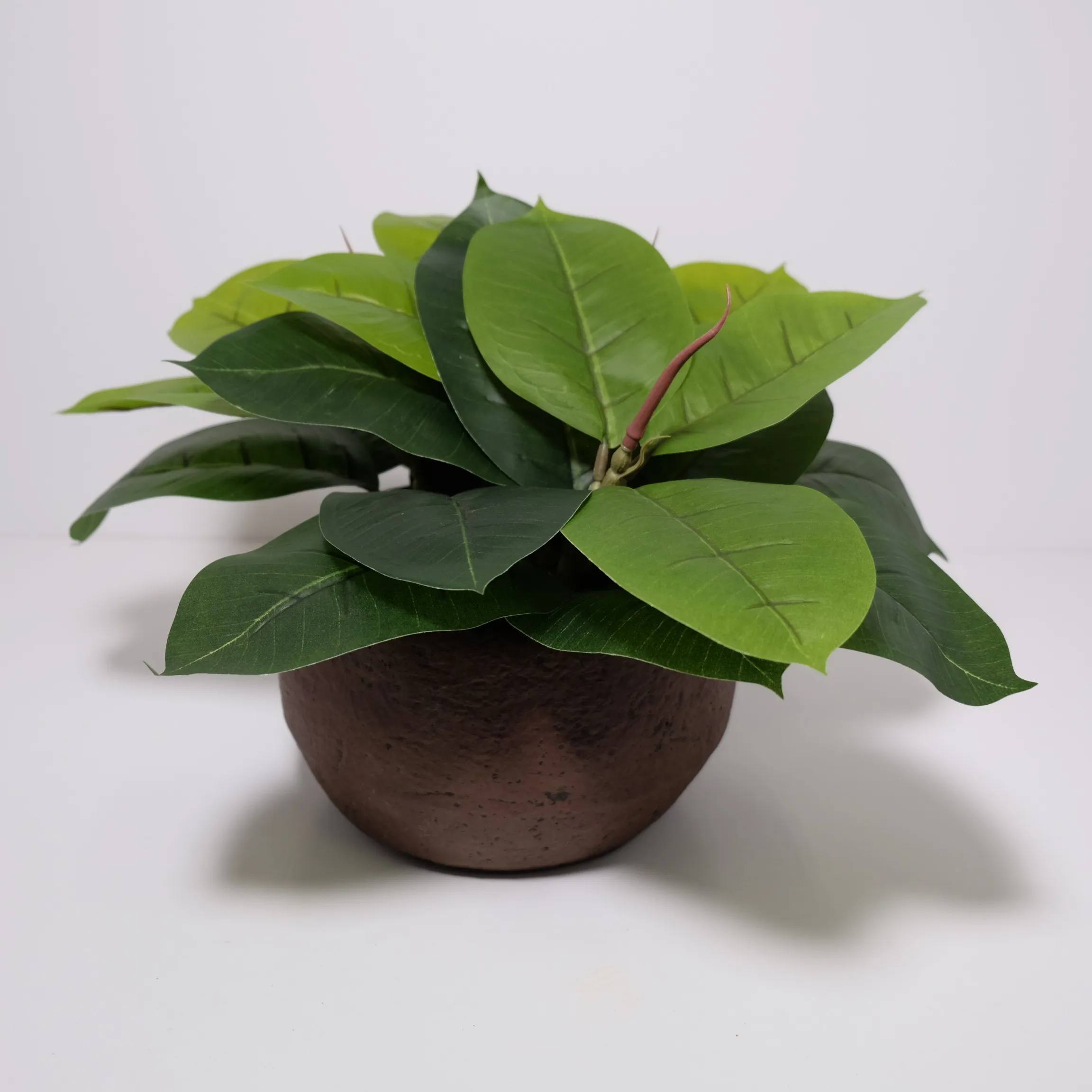 Broadleaf in rustic Pot Medium