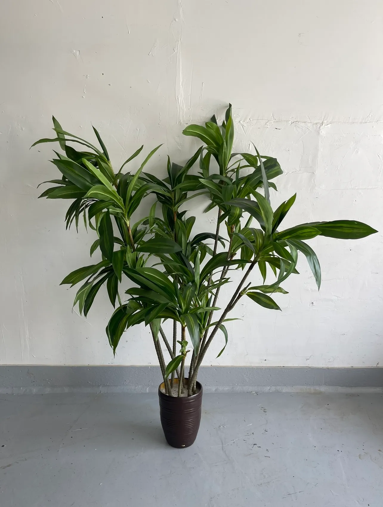 Faux Dracaena Tree 5'6"