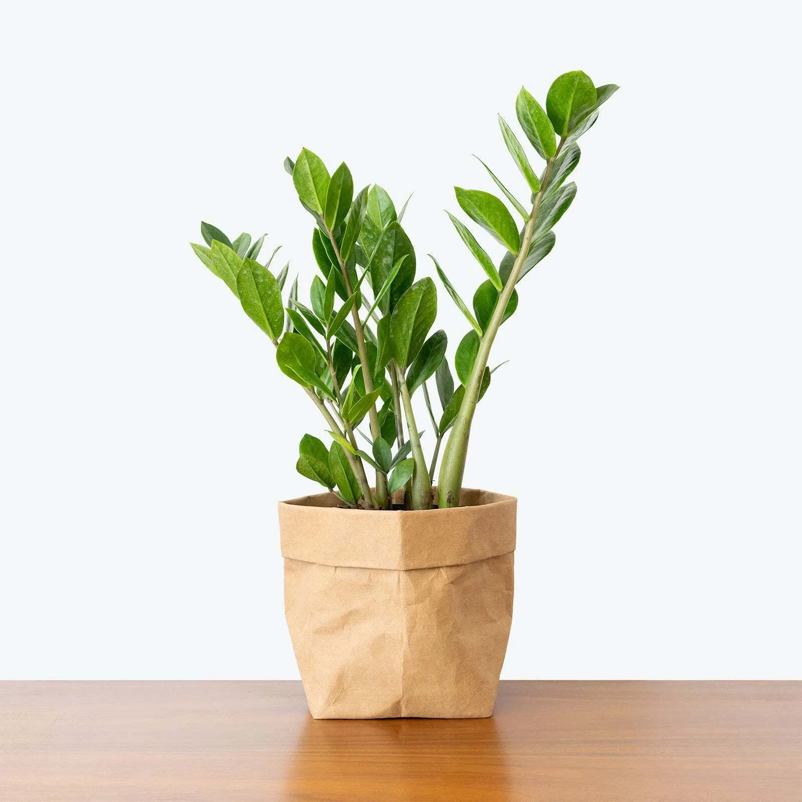 Live Small Plant - Zuzu Plant