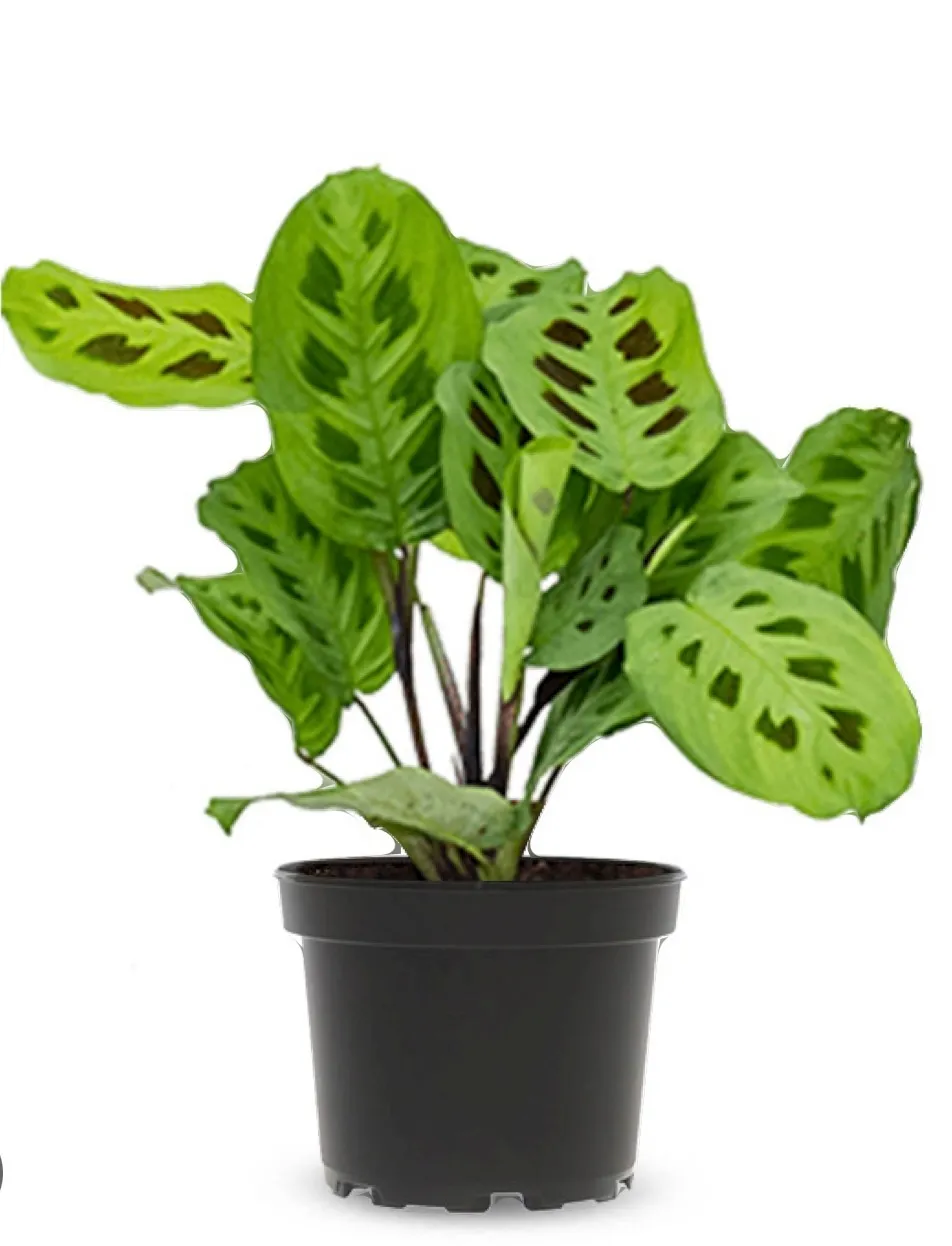 Live Small Plant - Maranta Leuconeura