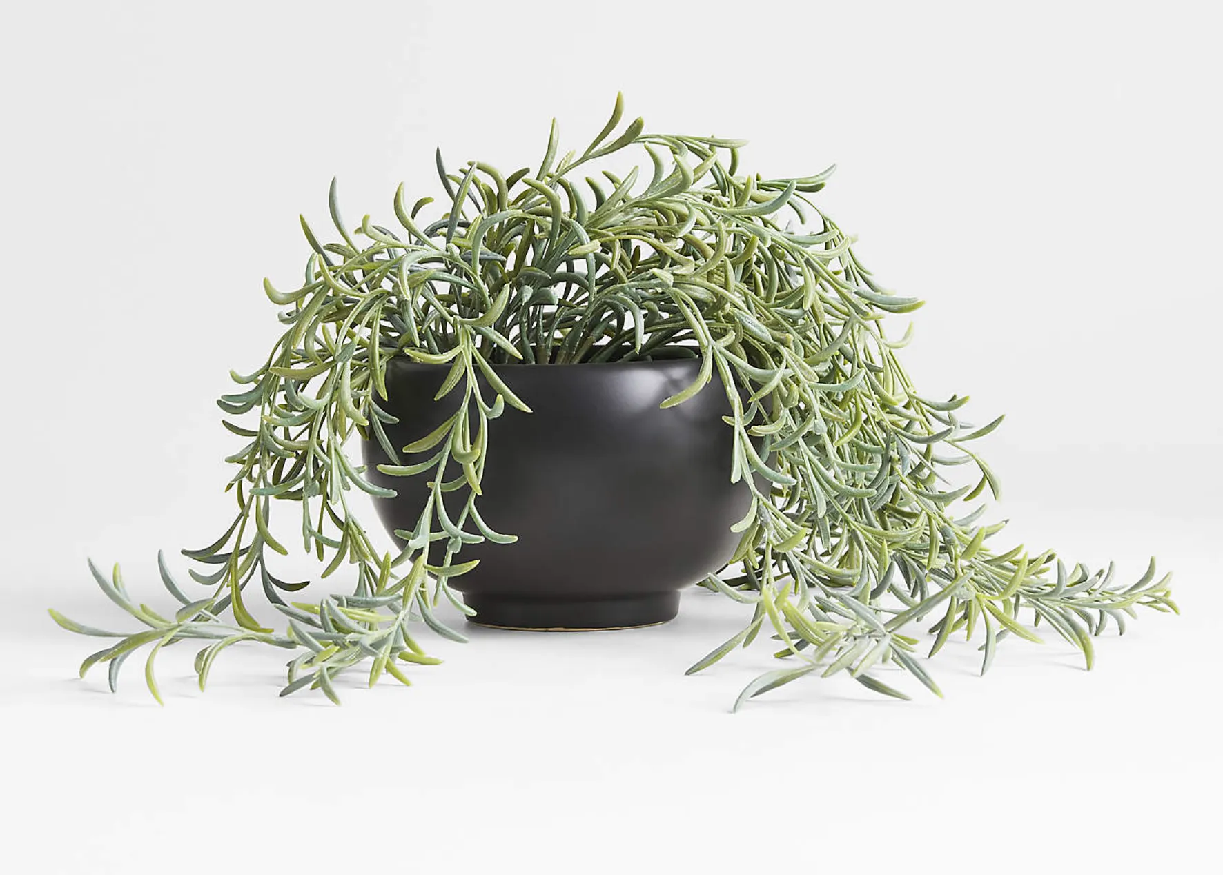 Potted Faux Green String of Fishhooks in Black Pot