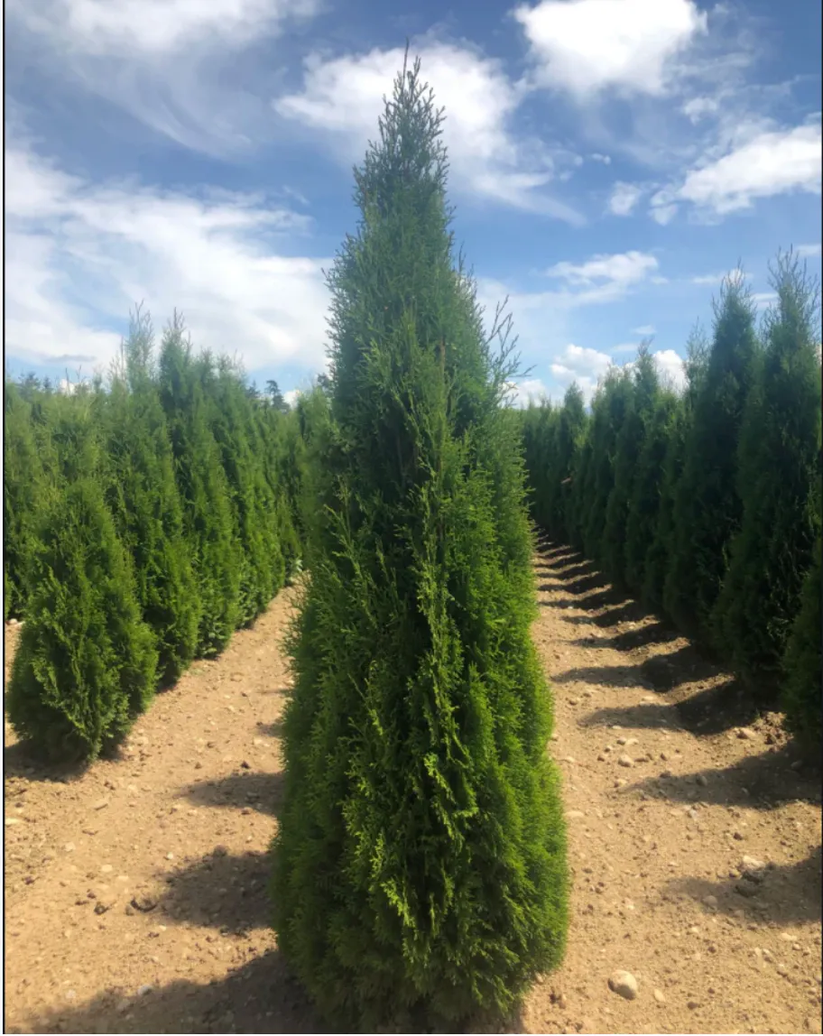 Cedar Tree 8ft