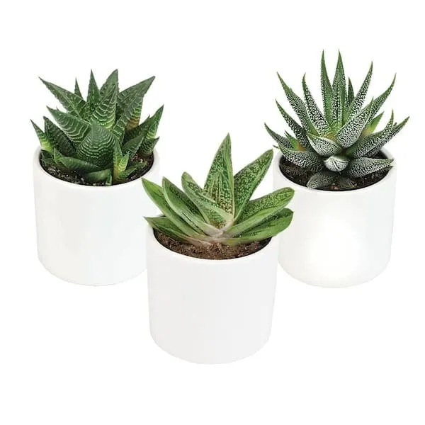 Succulents In White pedastal Medium
