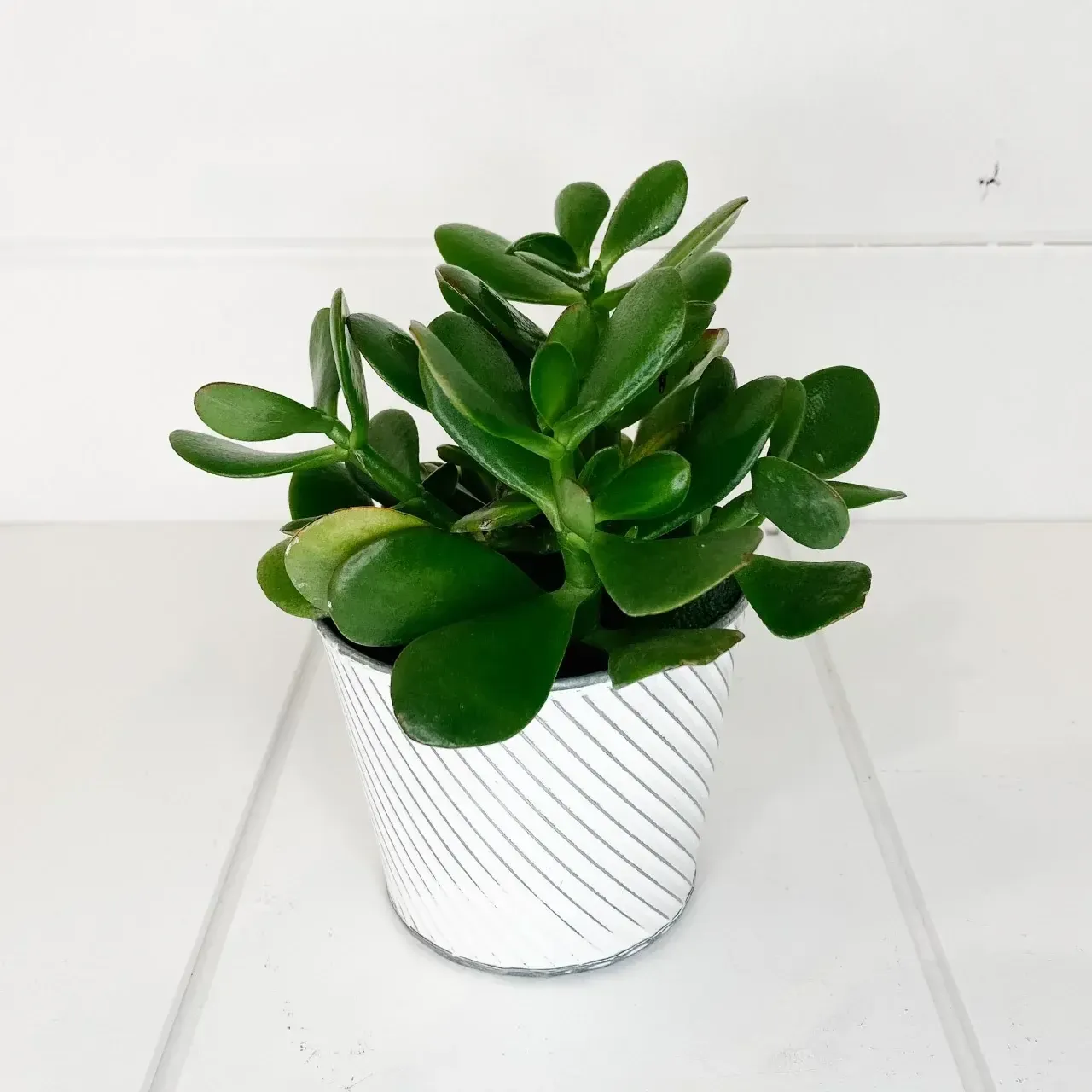 Live Small Plant - Jade Plant