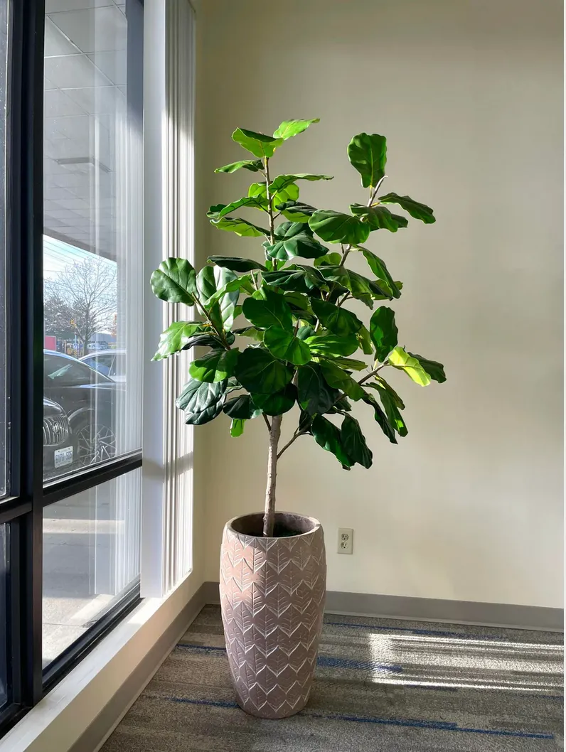 Artificial Fiddle Tree - 6'