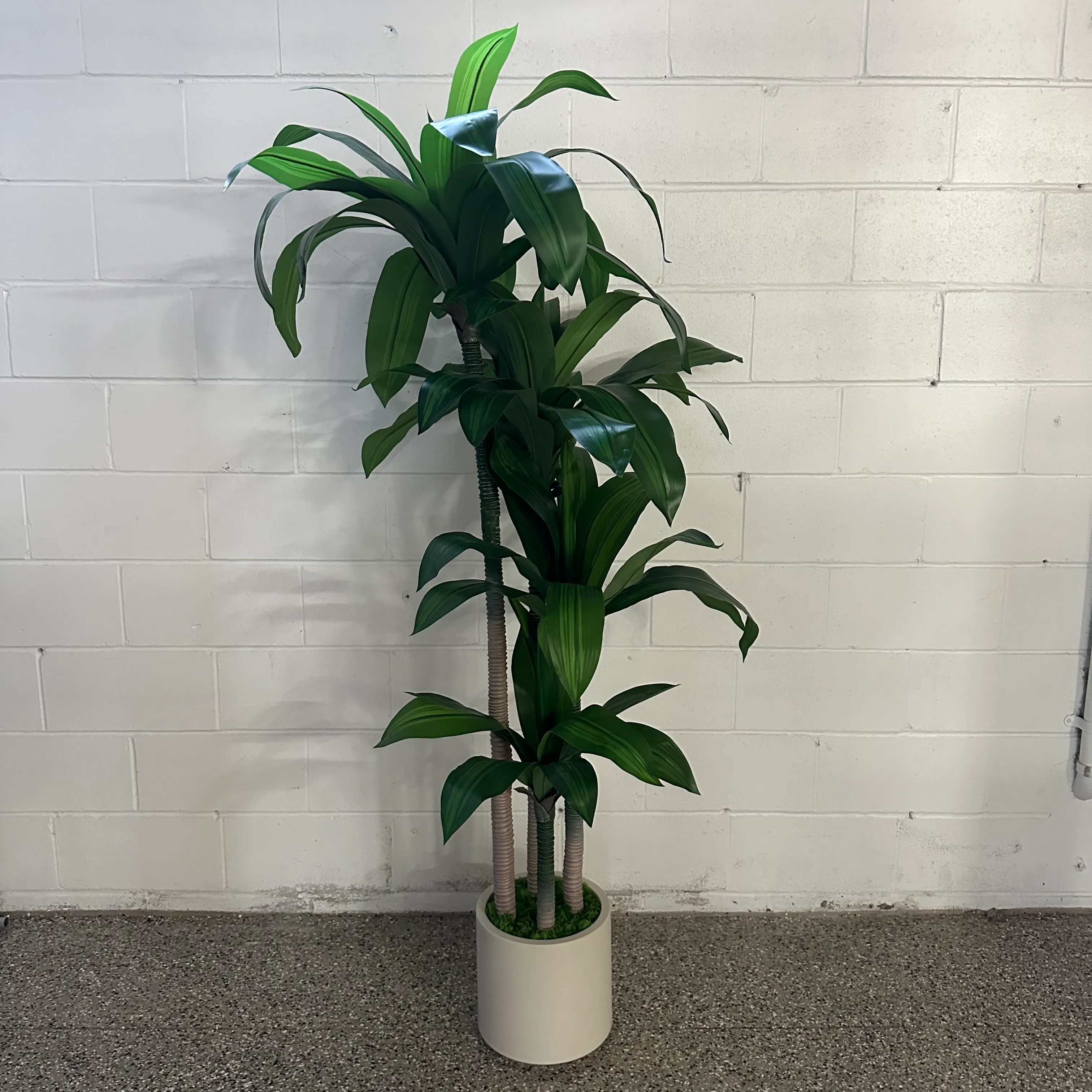 Faux Dracaena Plant 