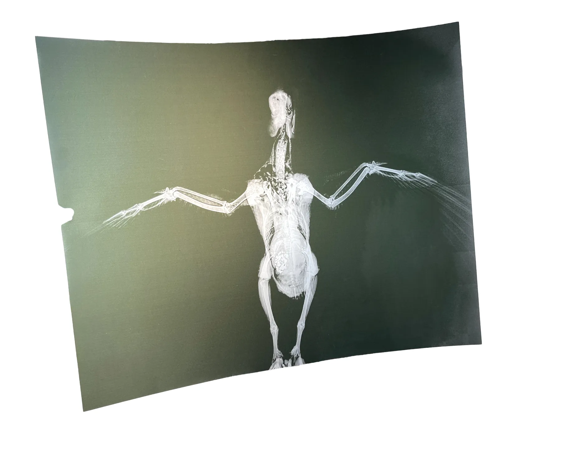X-Ray of a Bird