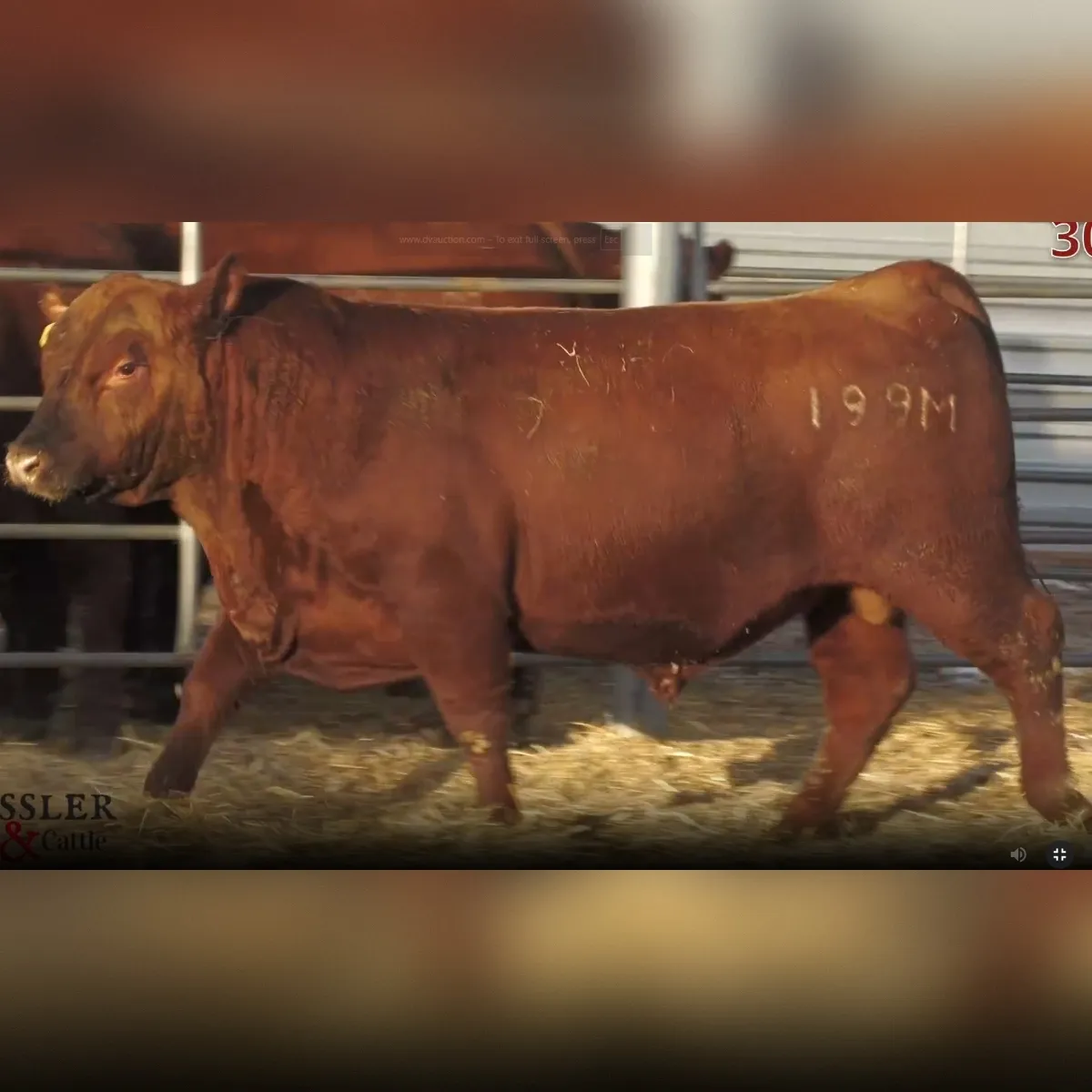 RLC 30 Cracker Jack 199M