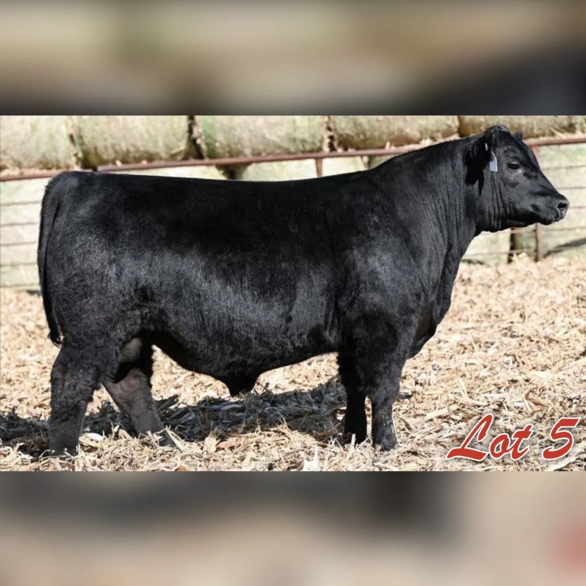 Swanson 5 Deep Canyon 541