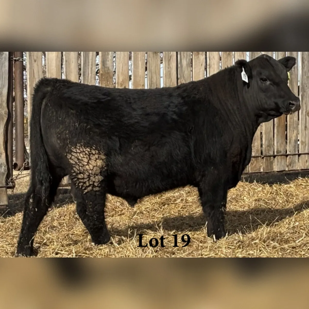 SC 19 Broadview 515