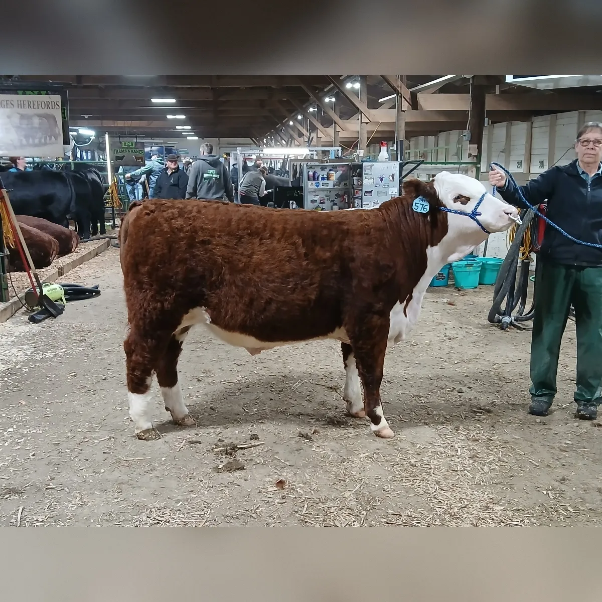 Klages Tobey's Sheldon 576