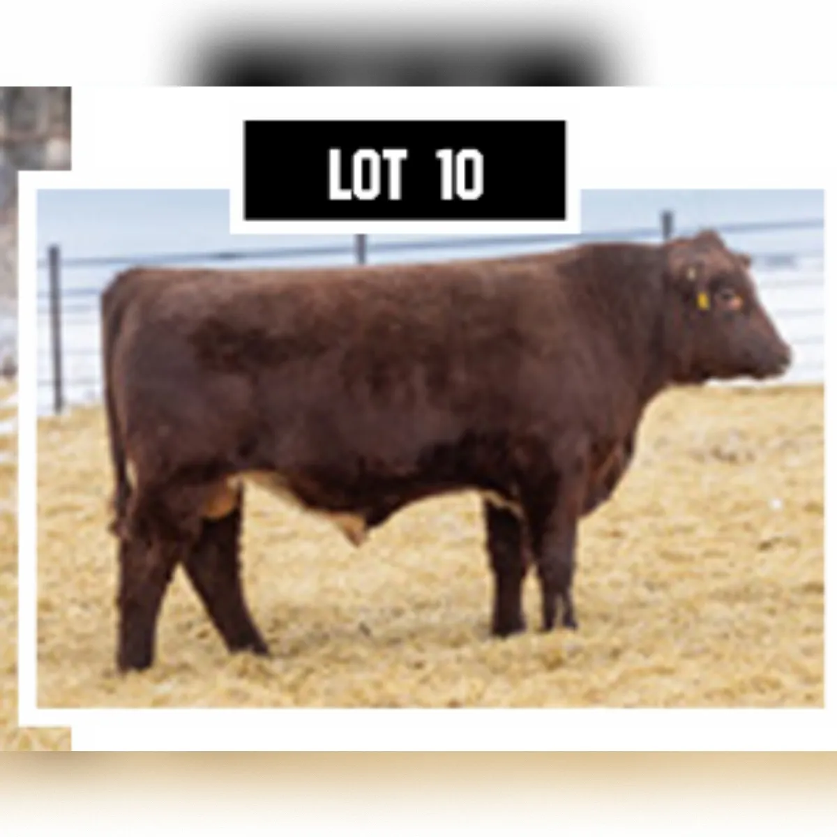 Jungles Lot 10