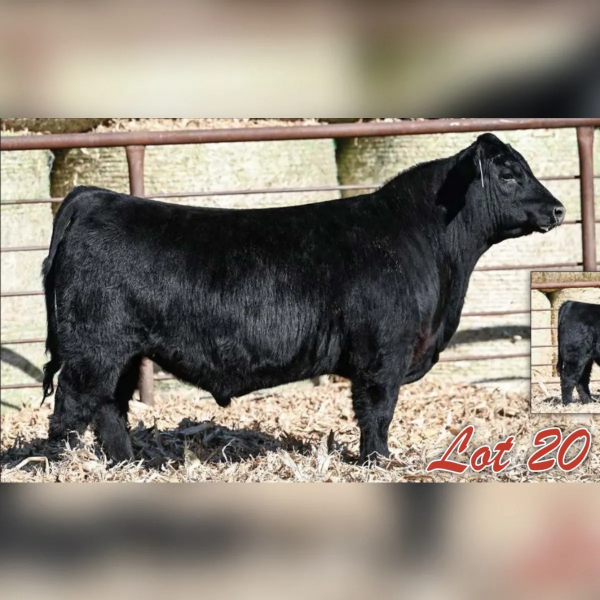 Swanson 20 Silverado 569