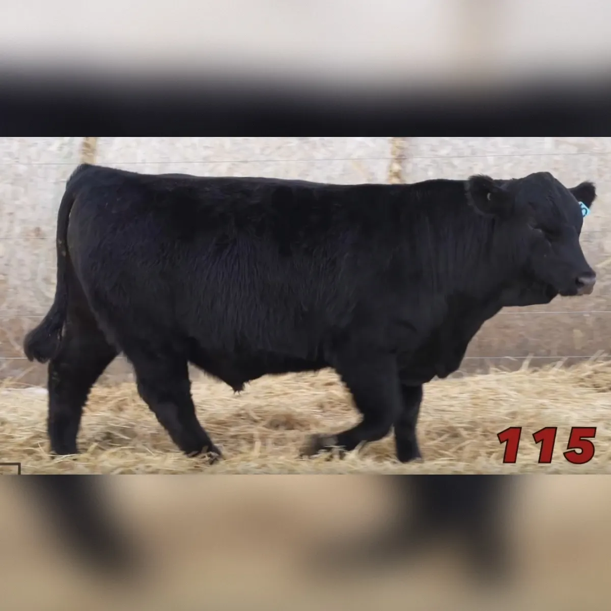 CLRS 115 Norman 1121N