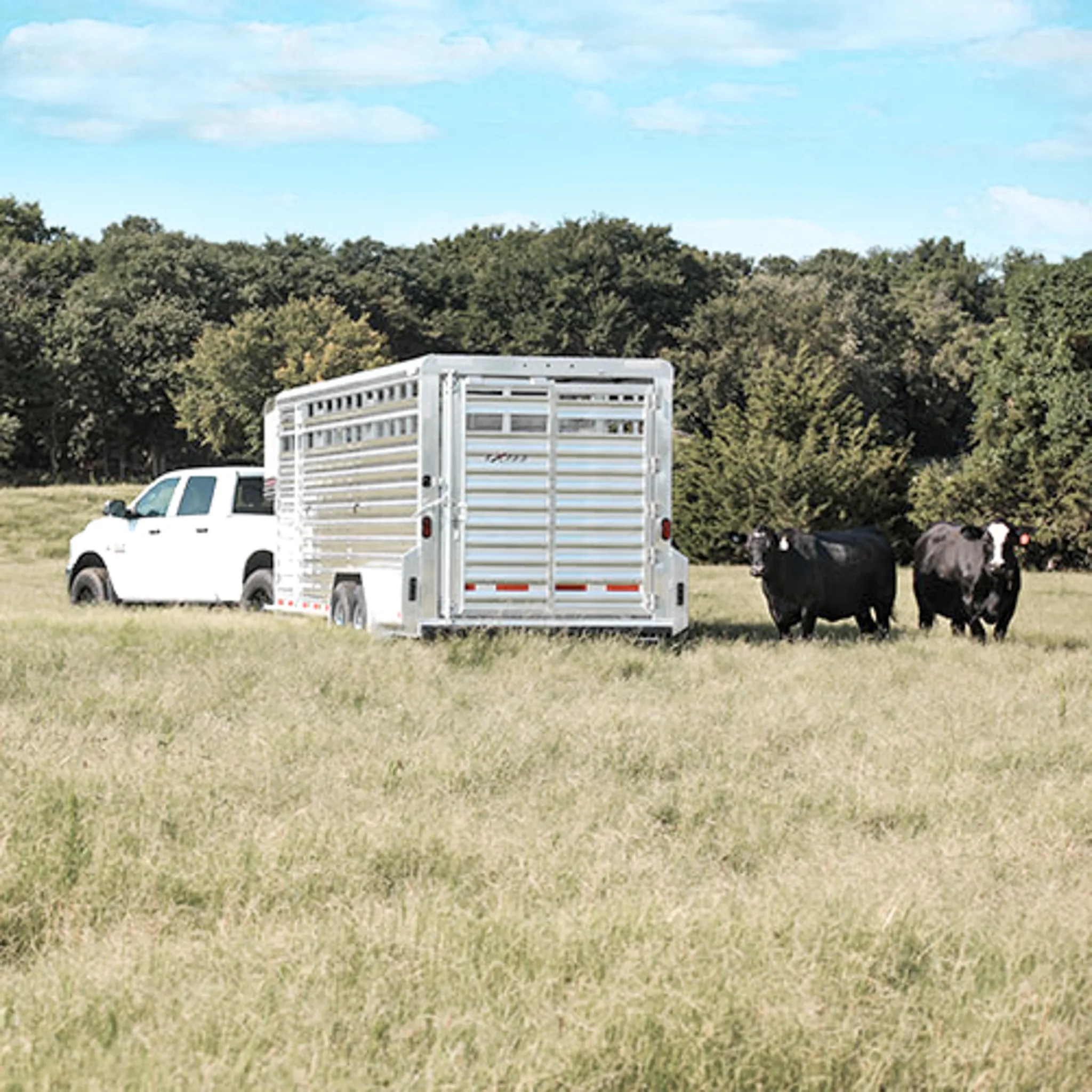 Cattle Float Trailer HIRE