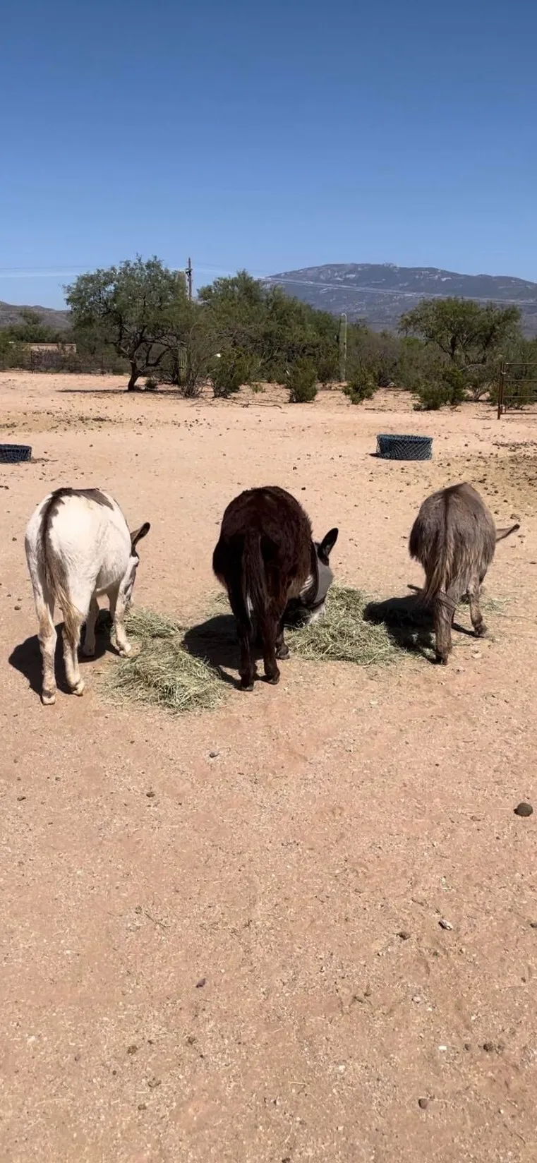 Mini Donkeys