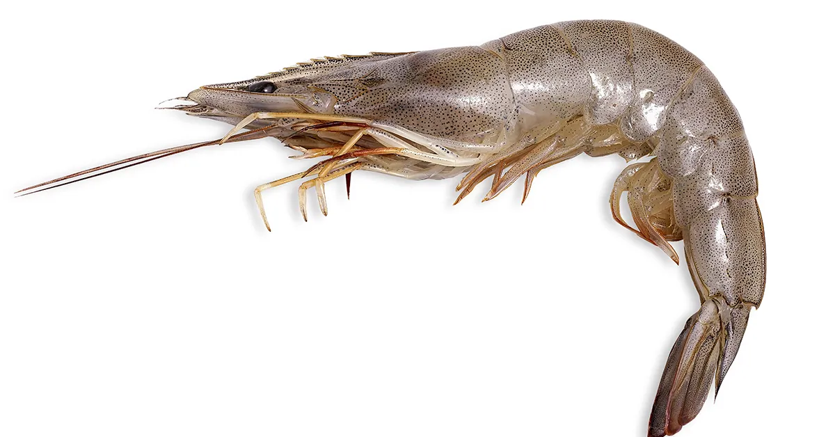 Bait - Frozen Shrimp