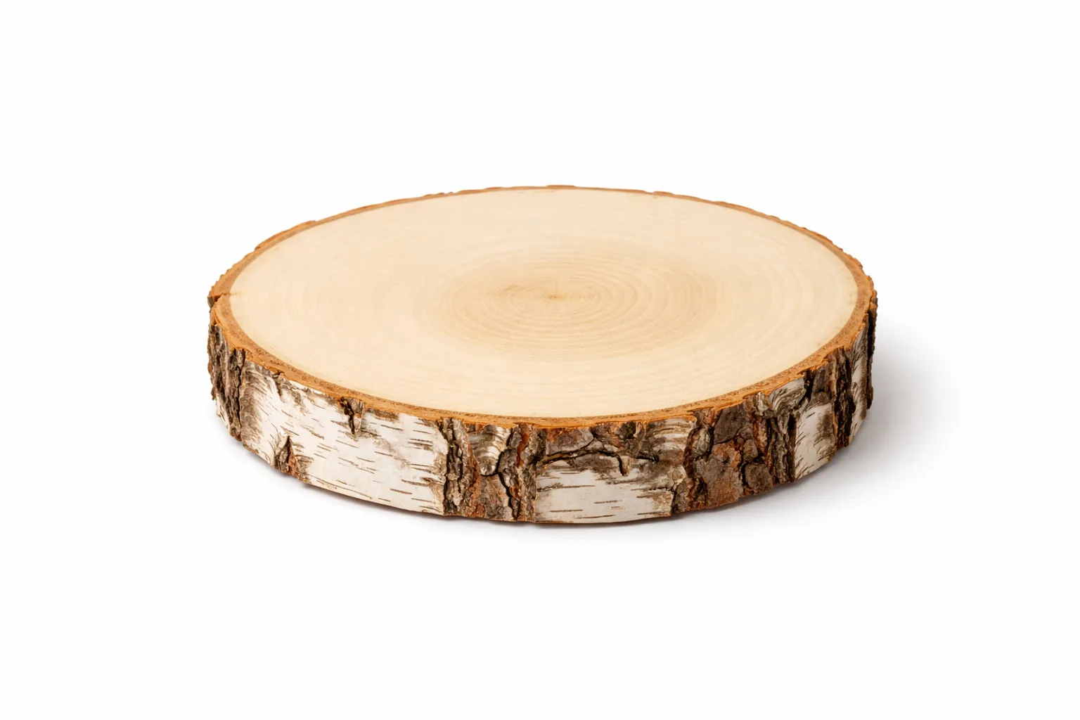 Baumscheibe Birke