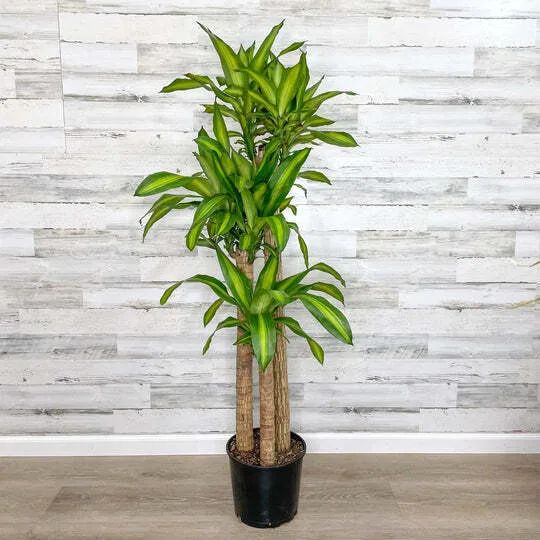 Medium Plants collection image