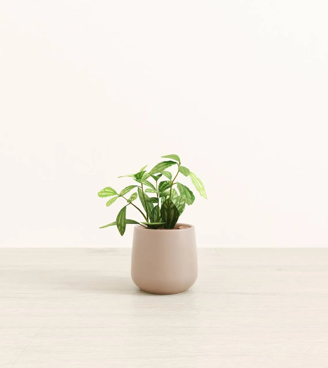 Small Plants collection image