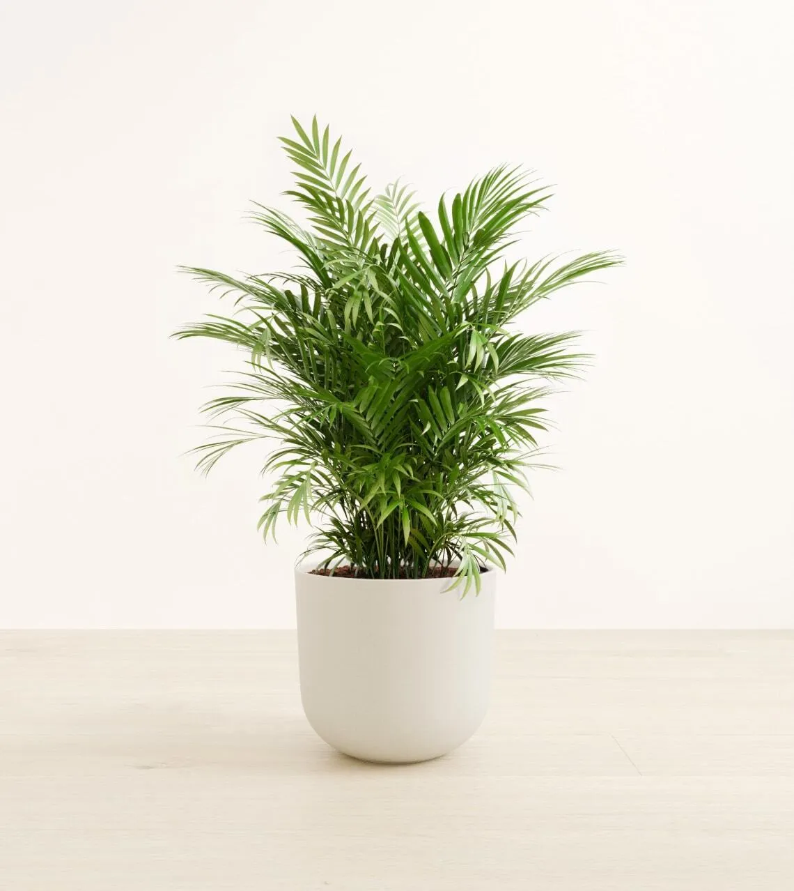 Large Plants collection image
