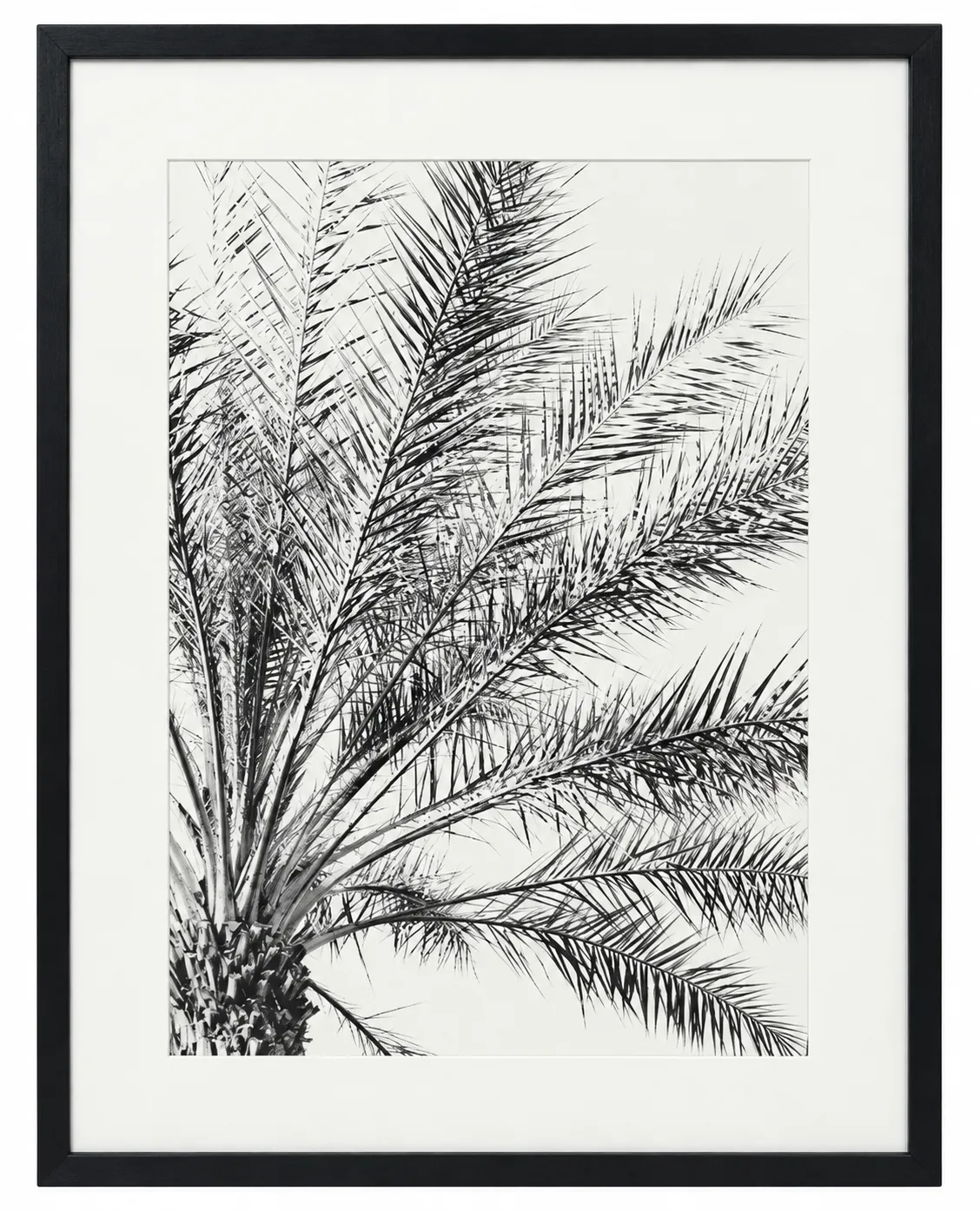 AW 1892 - Artwork - Large - California Native Black & White Palm