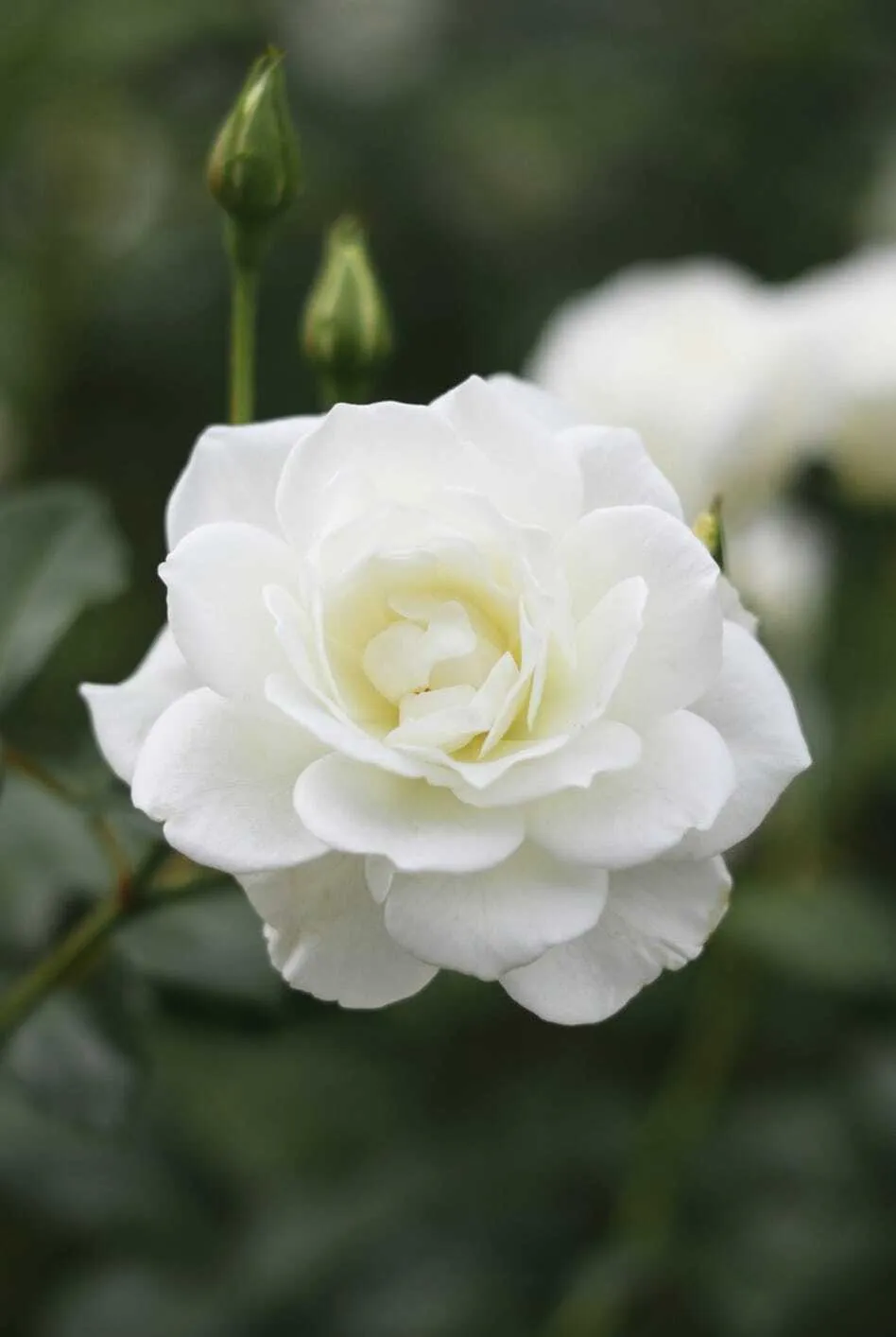 Flowers collection image
