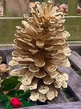 Gold Pinecones