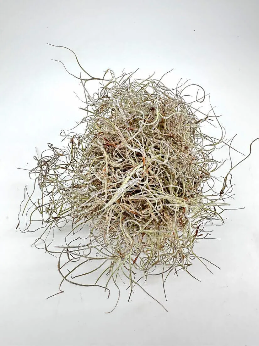 Moss- variety of types/colors