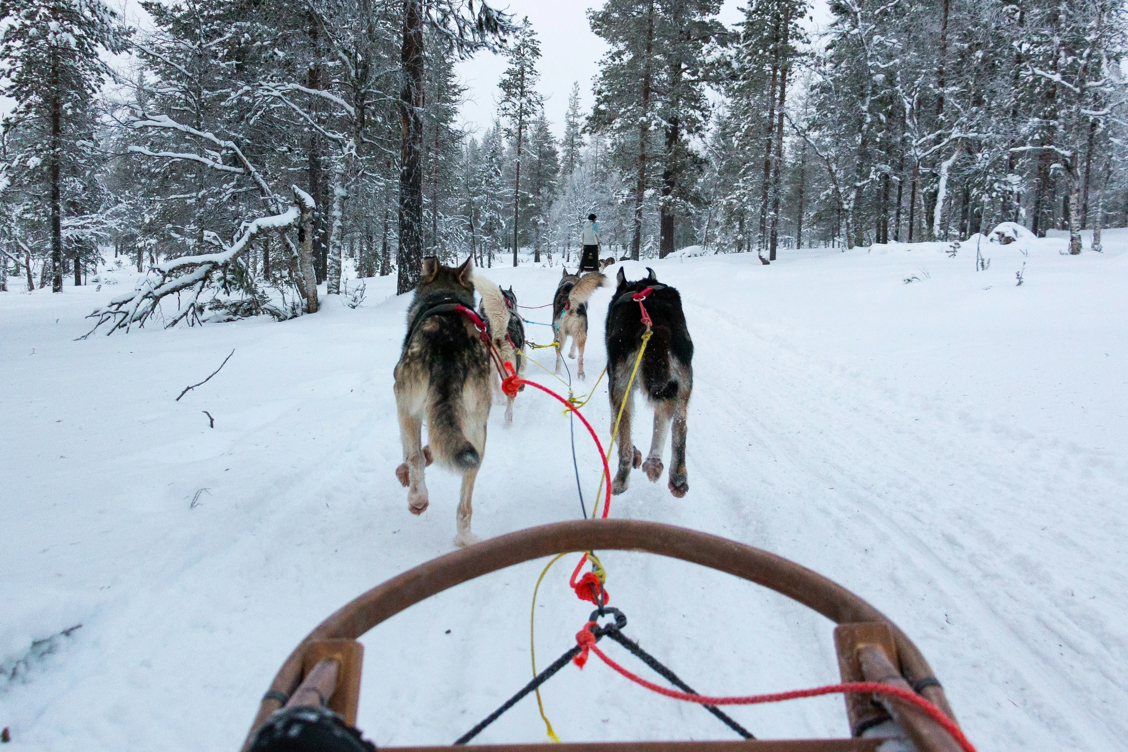 Sled Dog Package Ladies - Basic