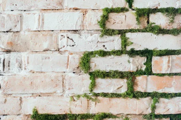Brick and Moss backdrop