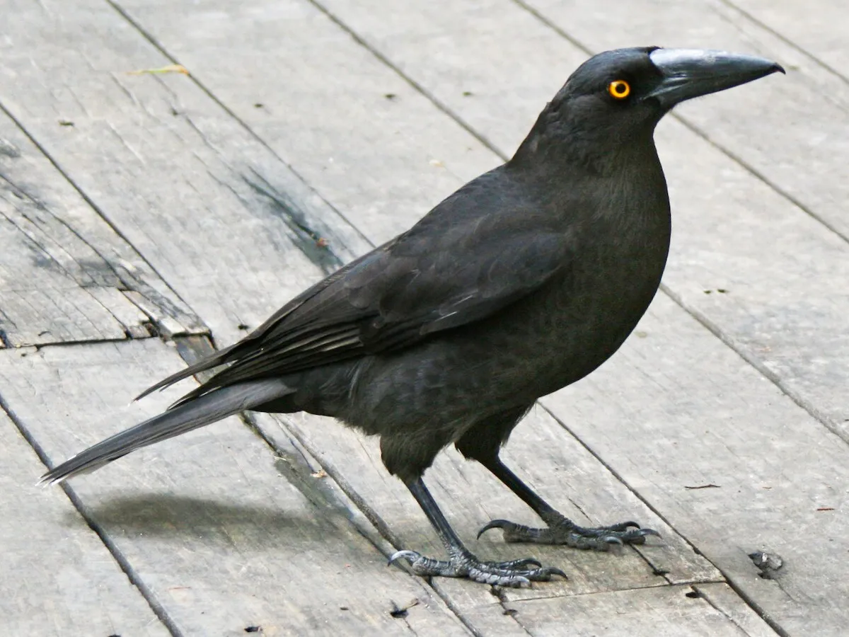 Yellow Eyed Crow