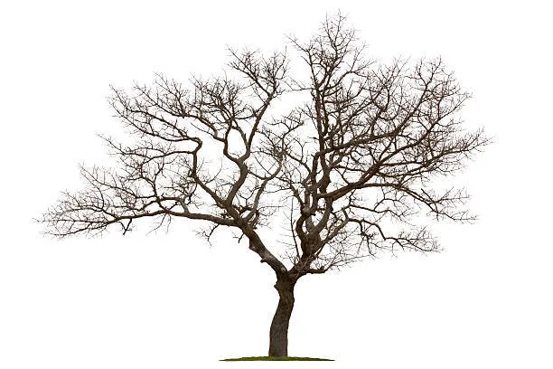 Barren Lifesize Tree