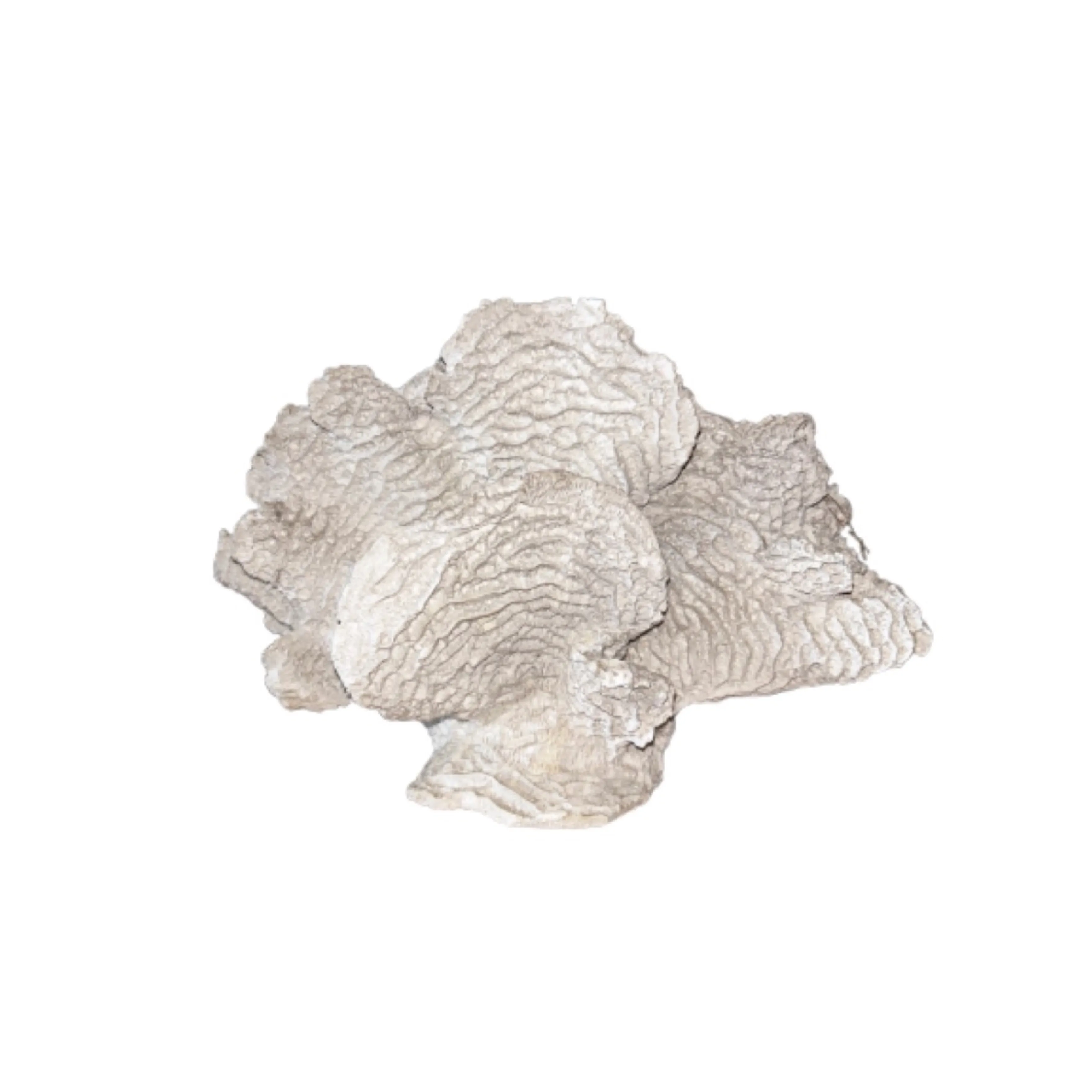 ATRE328 CORAL GRANDE