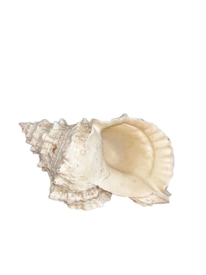 ATRE324 CONCHA GRANDE