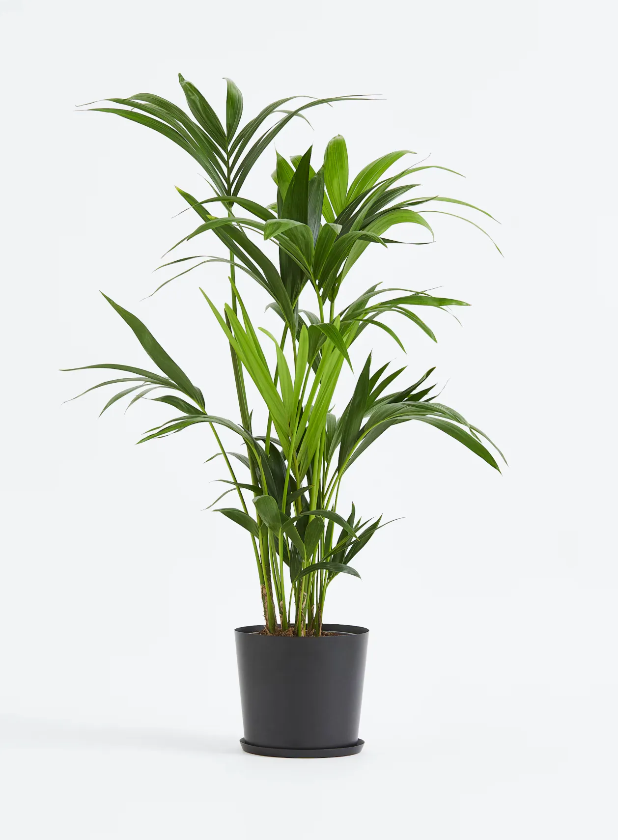 ATRE273 PLANTA KENTIA 180-200CM