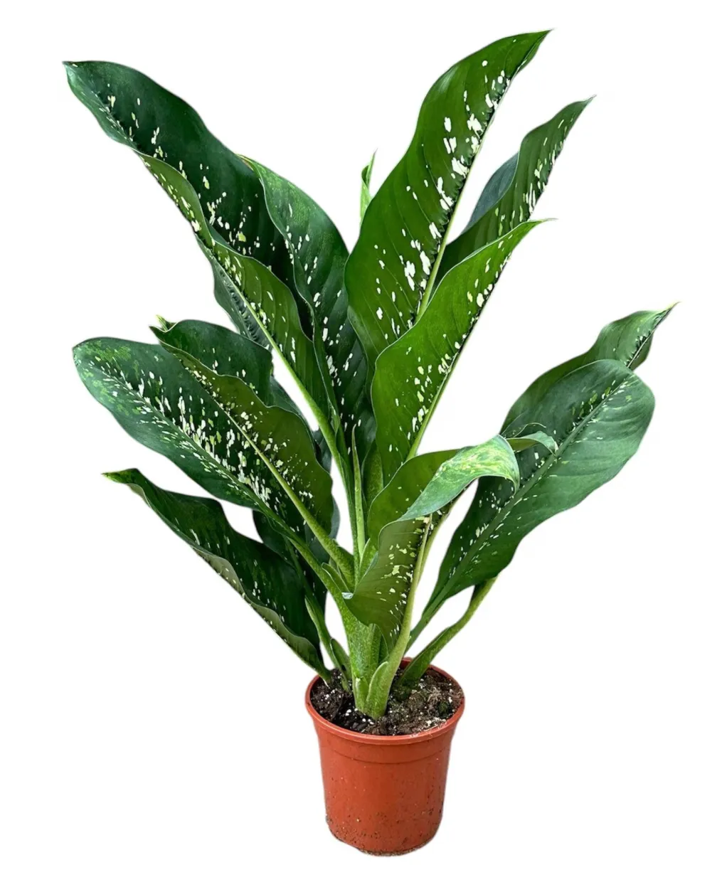 PLANTA BAHIA TAMAÑO PEQUEÑO